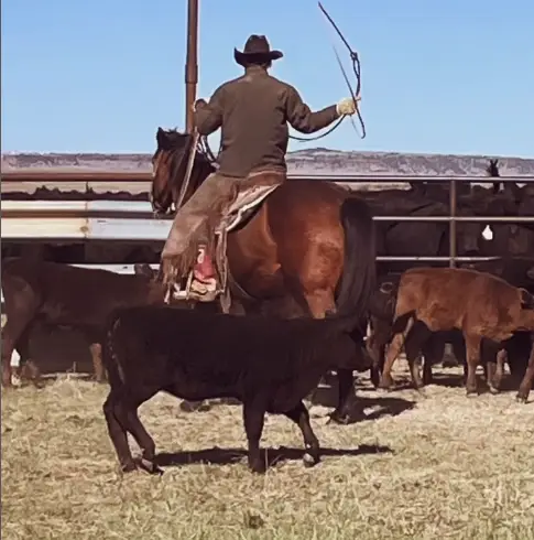 Ranch Life Photo