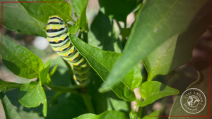 Caterpillar Photo